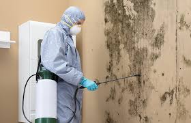 Best Mold Removal for HVAC Installations  in Hayward, WI